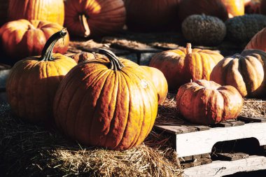 Güneş Chesapeake, Virginia kırsalında batarken bir ağacın altında oturan balkabakları..