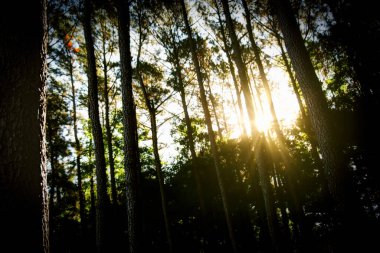Chesapeake, Virginia 'daki Chesapeake Şehir Parkı' nda sabah güneşi ağaçların arasından doğuyor..