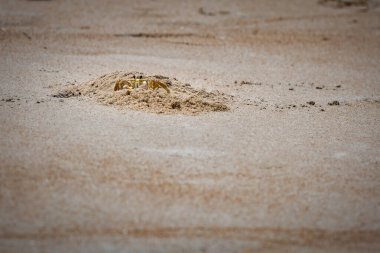 Virginia 'daki kumsaldaki evlerine izinsiz giren iki yengeç avcısı..