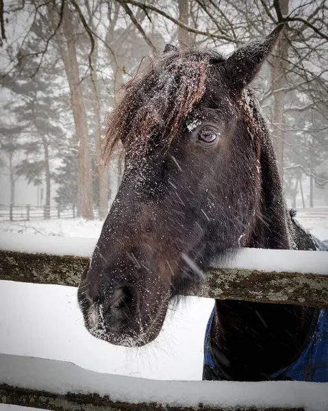 Williamsburg, Virginia 'da bir çitte kar fırtınası sırasında bir at duruyor..