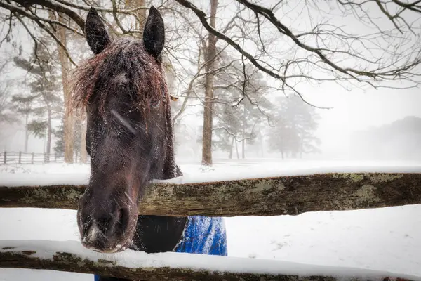 Williamsburg, Virginia 'da bir çitte kar fırtınası sırasında bir at duruyor..