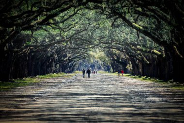 Oak Avenue adındaki Wormsloe Çiftliği 'nin giriş yolunda yürüyen ve 1739' da Georgia, Savannah yakınlarında inşa edilen insanlar..