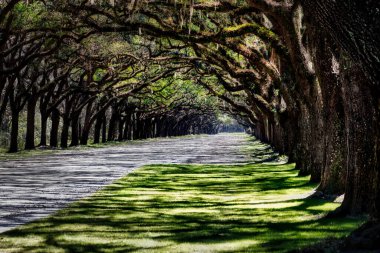 Oak Avenue adındaki Wormsloe Çiftliği 'nin giriş yolu ve 1739' da Savannah, Georgia yakınlarında inşa edilmiş..