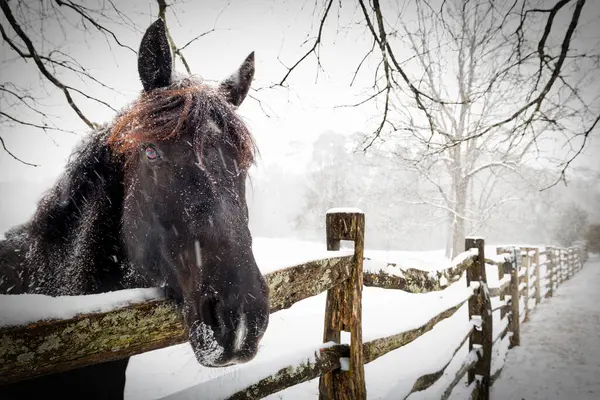 Williamsburg, Virginia 'da bir çitte kar fırtınası sırasında bir at duruyor..