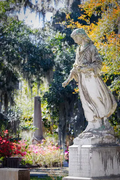 Savannah, Georgia 'daki Bonaventure Mezarlığı' nda yosunla kaplı bir melek heykeli duruyor..