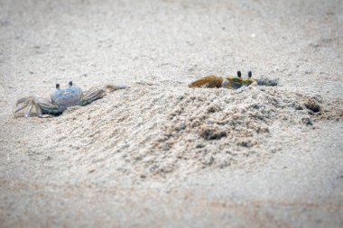 Virginia Beach, Virginia 'da yeni kazılmış evlerini koruyan iki yengeç..