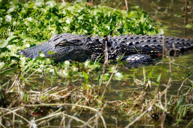 Güney Carolina, Port Royal 'daki Cypress Bataklıklarında güneşlenen bir timsah..