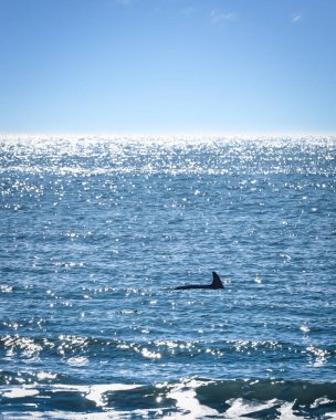 Atlantik Okyanusu 'nda yalnız bir yunus. Güney Carolina, Beaufort yakınlarındaki Hunting Island' ın kuzey sahilinin açıklarında..