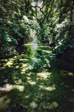 Chesapeake, Virginia 'da Pocaty Nehri' nde sessizlik ve gölge hakim..