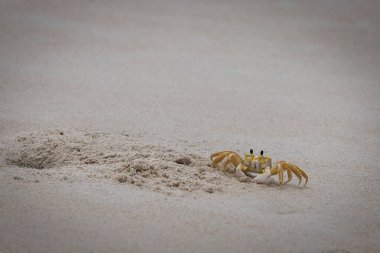 Virginia Beach, Virginia 'da yeni kazılmış evinin yanında bir yengeç duruyor...