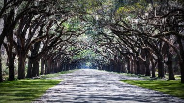 A sunny day at Oak Avenue, the entrance road to Wormsloe Plantation, near Savannah, Georgia.