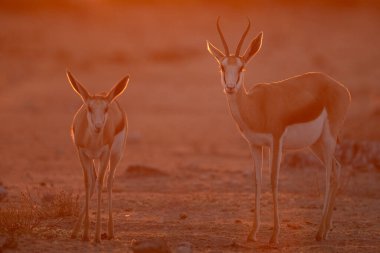 Springbok, Namibya 'nın en büyük milli parkı olan Etosha' da altın öğleden sonra ışığında yürüyor..