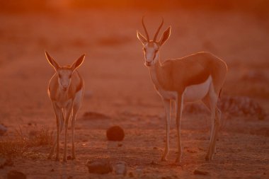 Springbok, Namibya 'nın en büyük milli parkı olan Etosha' da altın öğleden sonra ışığında yürüyor..