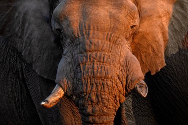 A close up of a large African Elephant bull in beautiful afternoon light. The afternoon light creates a contrast on the elephants harsh and tough skin. clipart
