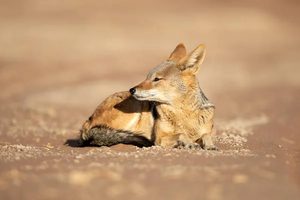 在纳米比亚的一个沙地上 一只黑色的驼背狼正在游荡 — 图库照片
