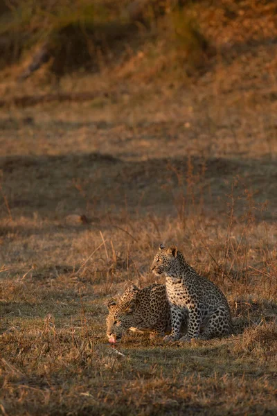 Una Madre Leoparda Beve Piccolo Braccio Del Delta Dell Okavango — Foto Stock