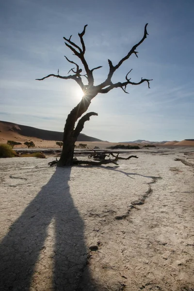 Star Burst Sunlight Peers Dead Camelthorn Tree Deadvlei Sossusvlei Namibia — Stock Photo, Image