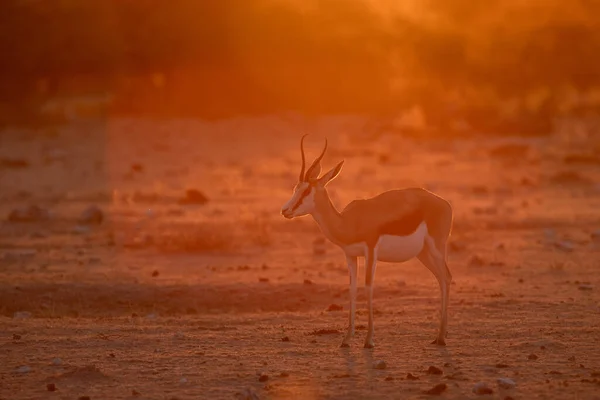 Springbok Caminar Través Luz Dorada Tarde Parque Nacional Más Grande —  Fotos de Stock