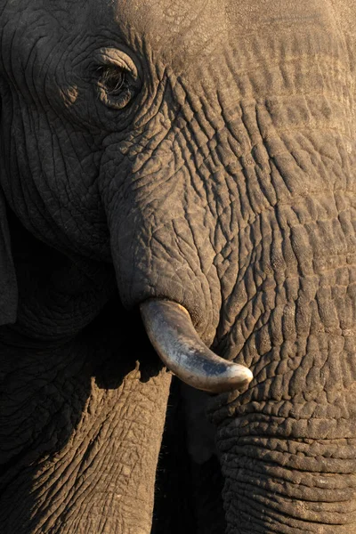 美しい午後の光で大きなアフリカゾウの雄牛の近く 午後の光は ゾウの厳しい肌にコントラストを作成します — ストック写真
