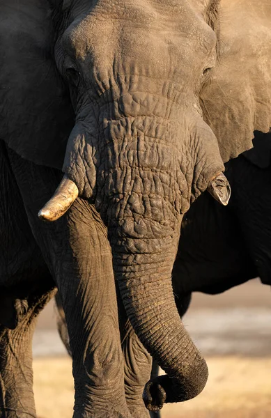 Zblízka Velký Africký Sloní Býk Krásném Odpoledním Světle Odpolední Světlo — Stock fotografie