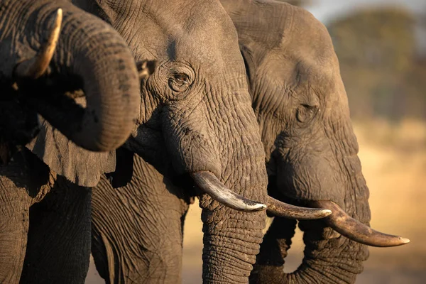 Крупный План Большого Африканского Слона Прекрасном Дневном Свете Дневной Свет — стоковое фото