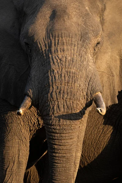 Großaufnahme Eines Großen Afrikanischen Elefantenbullen Schönen Nachmittagslicht Das Nachmittagslicht Schafft — Stockfoto