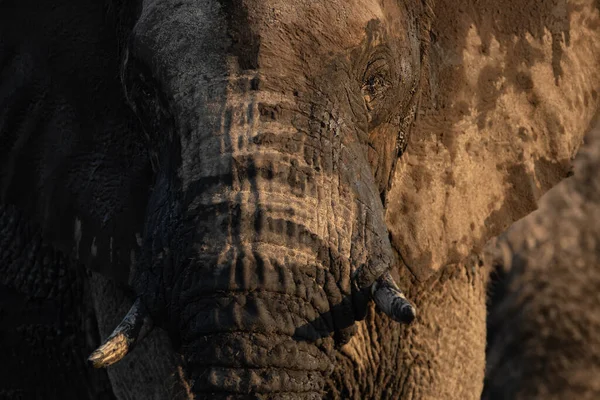 Primer Plano Gran Elefante Africano Toro Luz Tarde Hermosa Luz —  Fotos de Stock