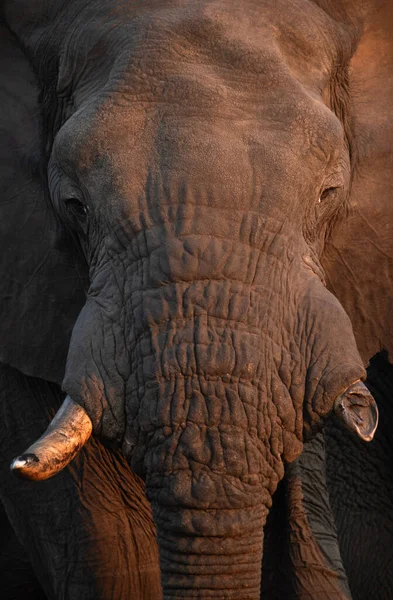 美しい午後の光で大きなアフリカゾウの雄牛の近く 午後の光は ゾウの厳しい肌にコントラストを作成します — ストック写真