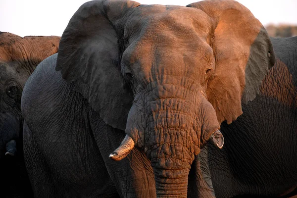 Närbild Stor Afrikansk Elefanttjur Vackert Eftermiddagsljus Eftermiddagsljuset Skapar Kontrast Elefanterna — Stockfoto
