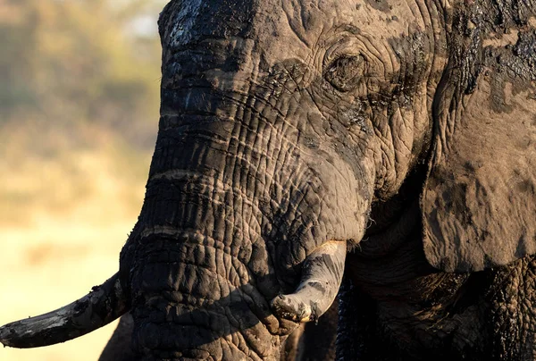 Primer Plano Gran Elefante Africano Toro Luz Tarde Hermosa Luz Imagen de archivo
