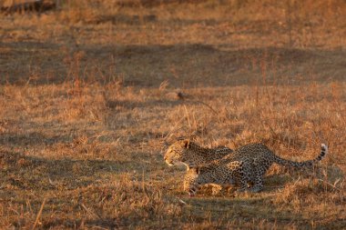 Bir anne ve yavru leopar Kanana, Okavango Delta, Botswana 'da sıcak öğleden sonra ışığında sırayla birer içki içiyorlar..