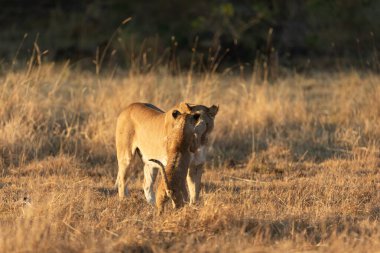 Bir dişi aslan, yavrusuyla Okavango Deltası 'nın açık savanasında oynar. Botswana.