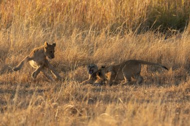 Üç yavru, anneleri geceleri saklandıkları yere, Kanana imtiyazı, Okavango Delta, Botswana 'ya döndükten sonra sabah sıcağında oyun oynarlar..