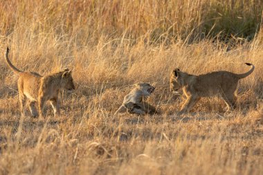 Üç yavru, anneleri geceleri saklandıkları yere, Kanana imtiyazı, Okavango Delta, Botswana 'ya döndükten sonra sabah sıcağında oyun oynarlar..