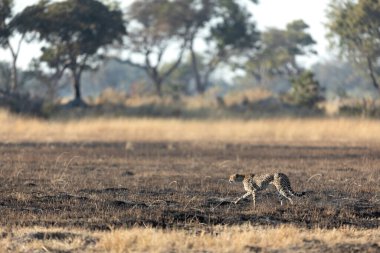 İnce ve hızlı bir çita, Botsvana 'daki Okavango Deltası' nın ormanlık alanlarında avlanırken açık bir ovada yol alır..