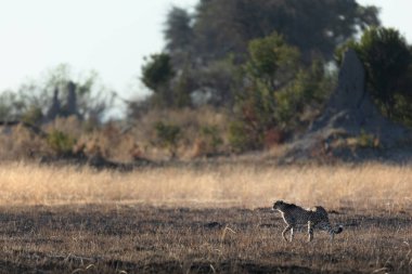 İnce ve hızlı bir çita, Botsvana 'daki Okavango Deltası' nın ormanlık alanlarında avlanırken açık bir ovada yol alır..
