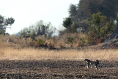 İnce ve hızlı bir çita, Botsvana 'daki Okavango Deltası' nın ormanlık alanlarında avlanırken açık bir ovada yol alır..