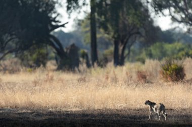 İnce ve hızlı bir çita, Botsvana 'daki Okavango Deltası' nın ormanlık alanlarında avlanırken açık bir ovada yol alır..