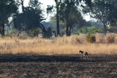 İnce ve hızlı bir çita, Botsvana 'daki Okavango Deltası' nın ormanlık alanlarında avlanırken açık bir ovada yol alır..