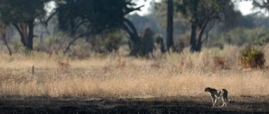 İnce ve hızlı bir çita, Botsvana 'daki Okavango Deltası' nın ormanlık alanlarında avlanırken açık bir ovada yol alır..