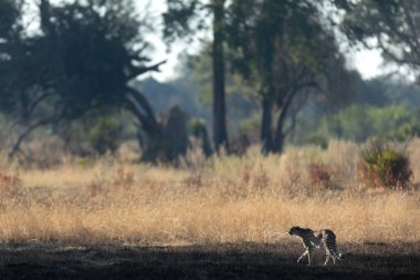 İnce ve hızlı bir çita, Botsvana 'daki Okavango Deltası' nın ormanlık alanlarında avlanırken açık bir ovada yol alır..