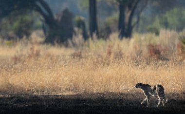 İnce ve hızlı bir çita, Botsvana 'daki Okavango Deltası' nın ormanlık alanlarında avlanırken açık bir ovada yol alır..