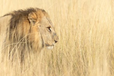 Büyük bir erkek aslan, Botsvana 'daki Okavango Deltası' ndaki açık bir savanın uzun altın çayırlarında hareket eder..