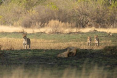 Üç dişi aslan, Botsvana 'daki Okavango Deltası' nın Kanana 'daki av görevinde açık savanayı araştırıyor..