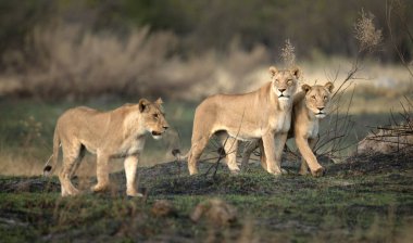 Üç dişi aslan, Botsvana 'daki Okavango Deltası' nın Kanana 'daki av görevinde açık savanayı araştırıyor..
