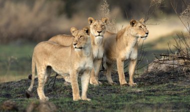 Üç dişi aslan, Botsvana 'daki Okavango Deltası' nın Kanana 'daki av görevinde açık savanayı araştırıyor..