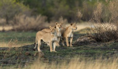 Three lionesses survey the open savannah on a hunting mission in the Kanana concession of the Okavango Delta, Botswana. clipart