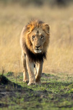 Güçlü bir erkek aslan, Botsvana 'daki Okavango Deltası' nda açık savanda yürüyor. O, gururuyla birlikte küçük bir sabah yemeği için bir yaban domuzu yakaladı..
