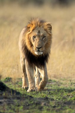 Güçlü bir erkek aslan, Botsvana 'daki Okavango Deltası' nda açık savanda yürüyor. O, gururuyla birlikte küçük bir sabah yemeği için bir yaban domuzu yakaladı..