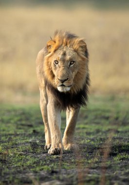 Güçlü bir erkek aslan, Botsvana 'daki Okavango Deltası' nda açık savanda yürüyor. O, gururuyla birlikte küçük bir sabah yemeği için bir yaban domuzu yakaladı..